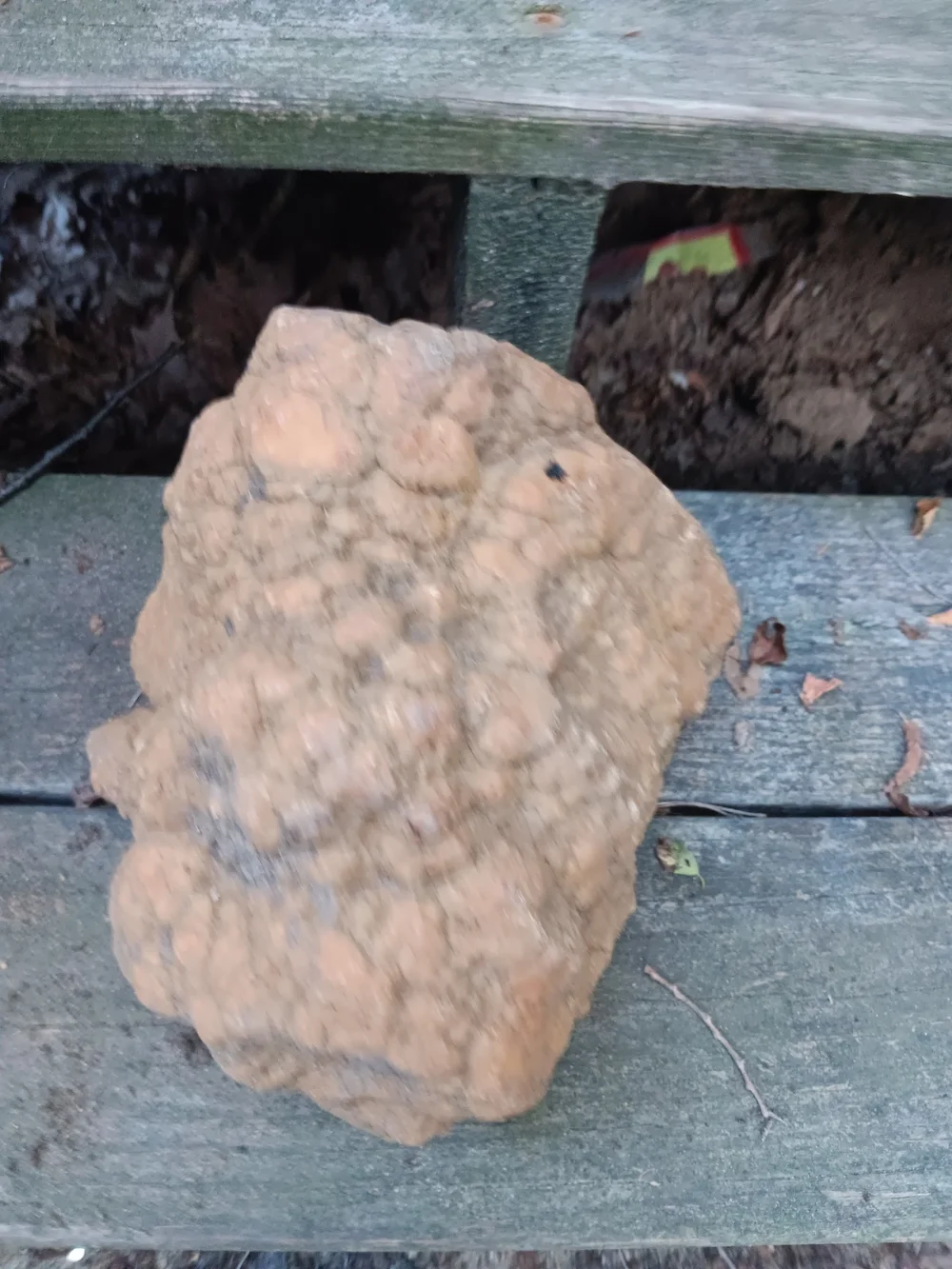 Unopened GEODIZED Geode Fossil